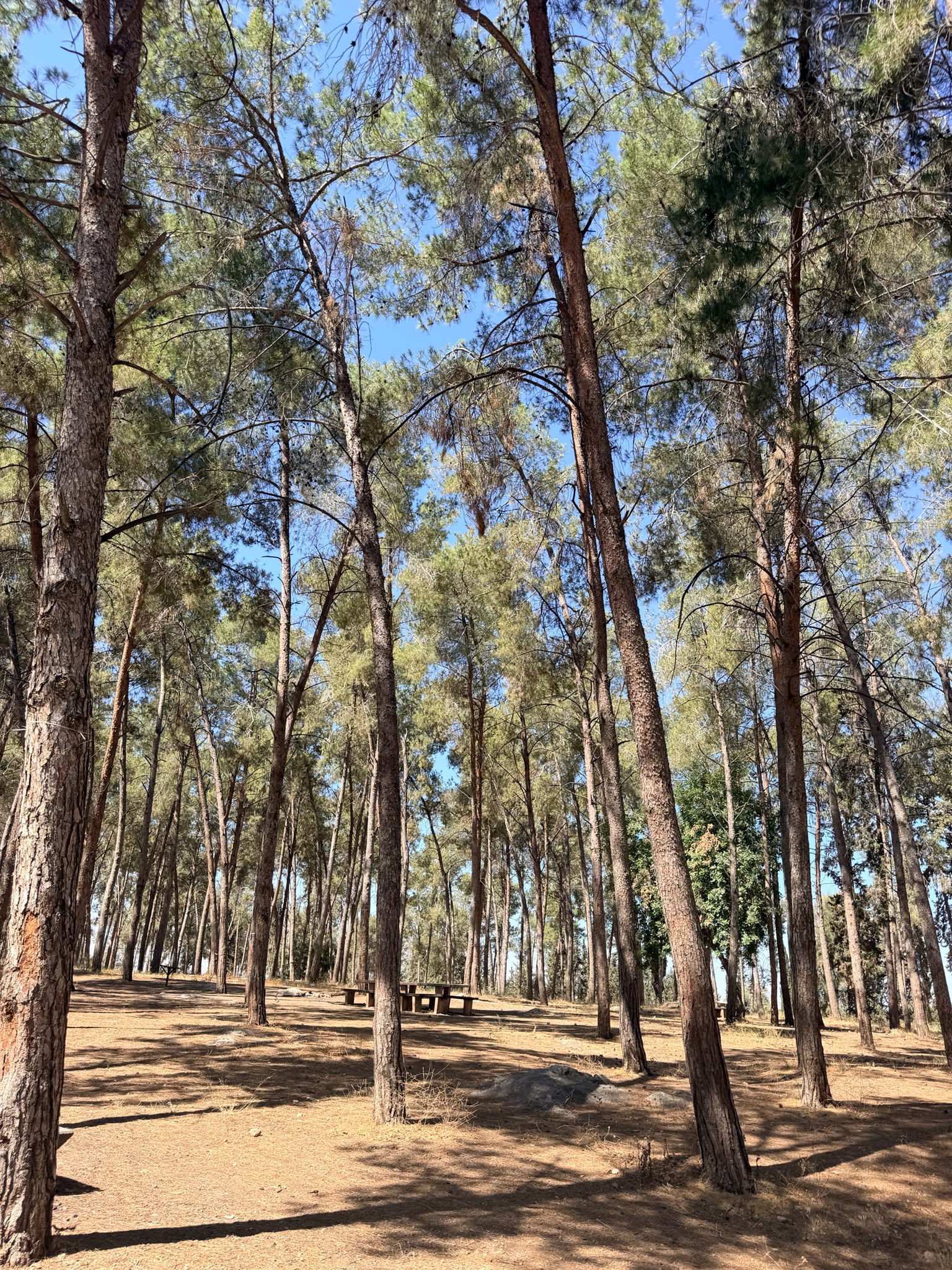 Ben Shemen Forest