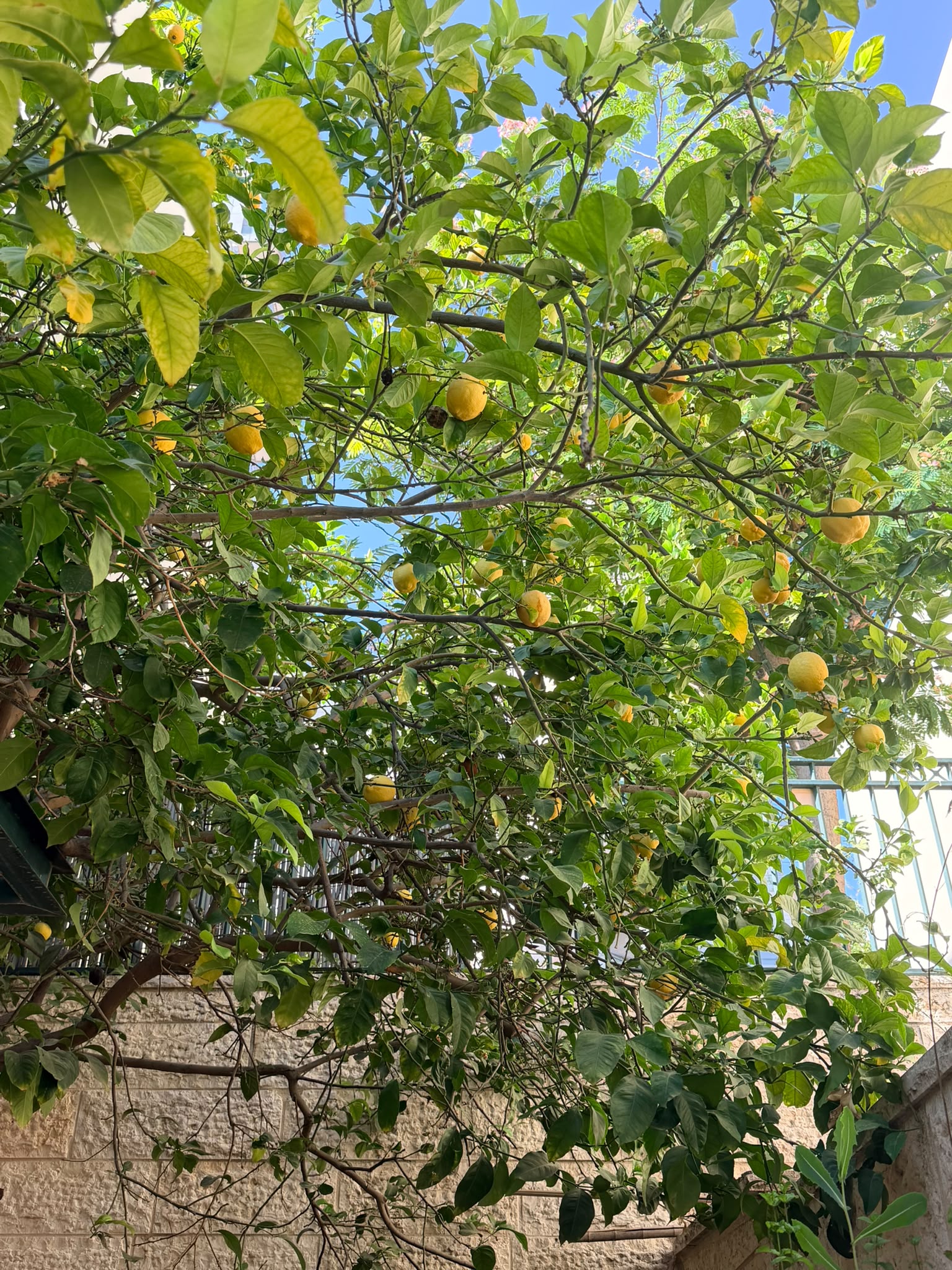 Citrus trees everywhere